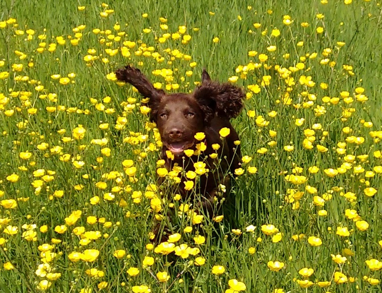 Pup buttercups1.jpg