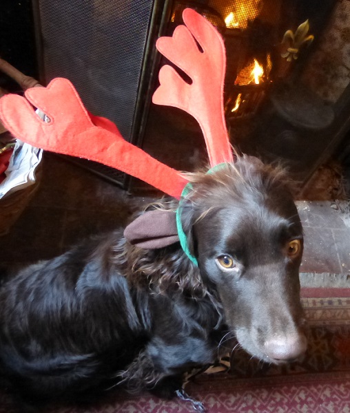 pup reindeer.jpg