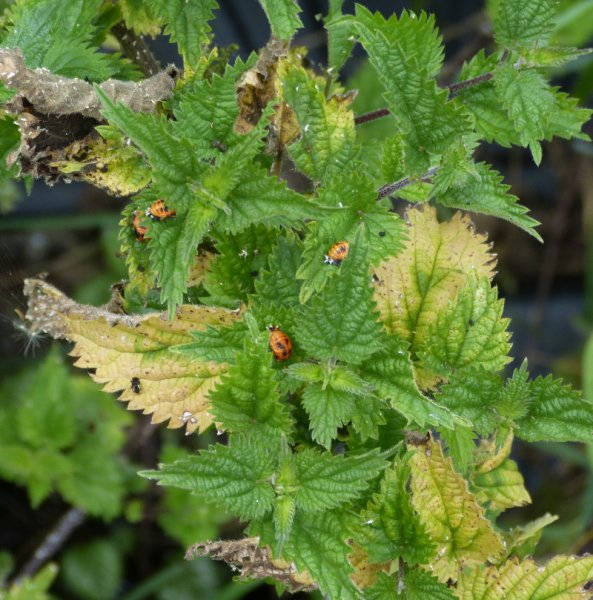 Pupating ladybirds 1.JPG