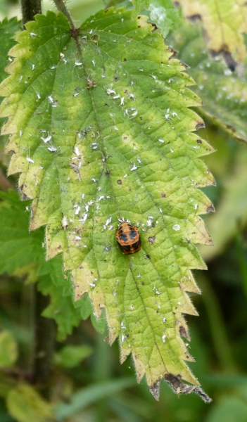 Pupating ladybirds 2.JPG