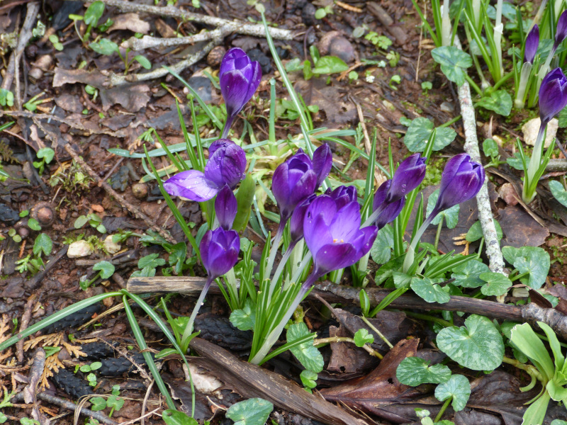 Purple crocus.JPG