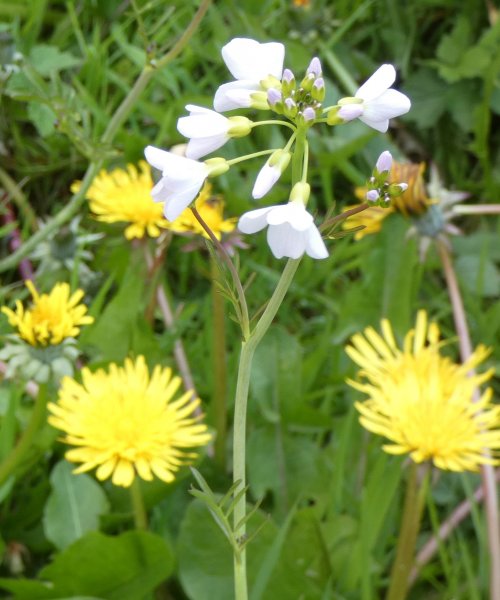 Purple-ish flowers.jpg