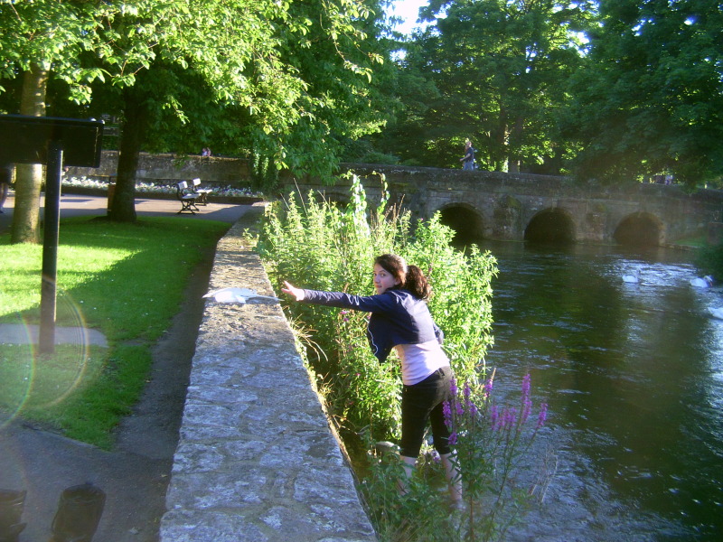 purple loostrife.jpg