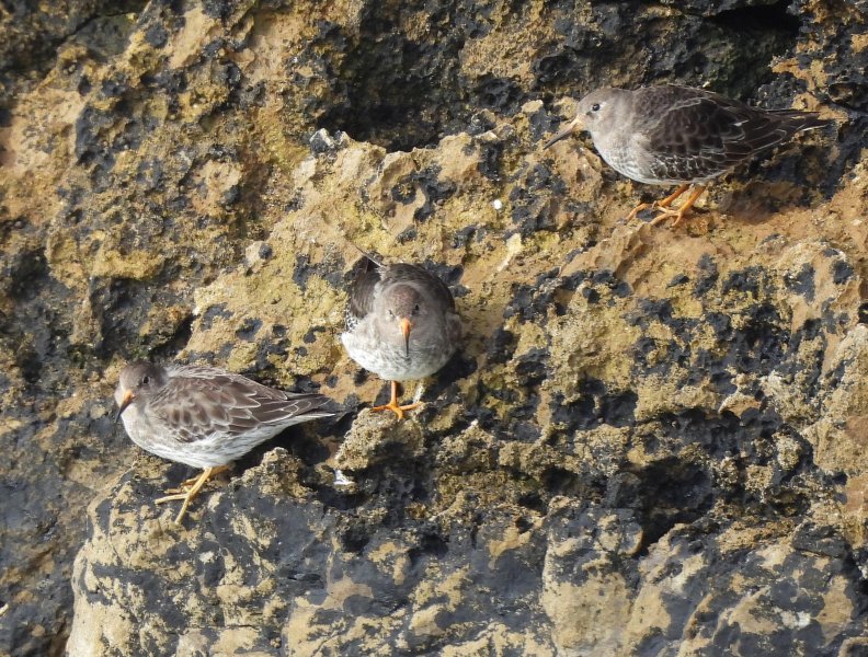 Purple Sandpiper (5).JPG