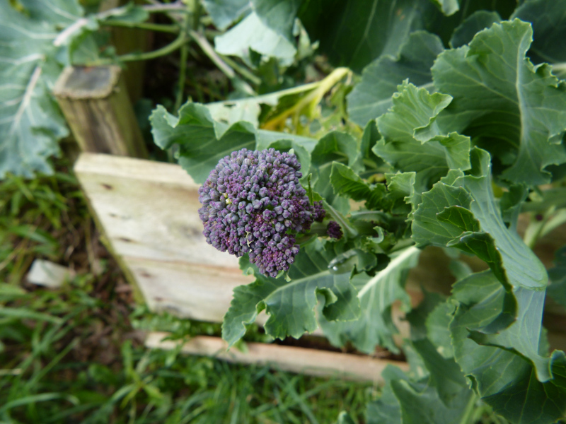 Purple Sprouting Broccoli.JPG