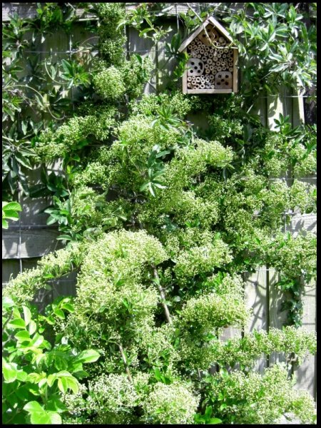 Pyracantha.jpg