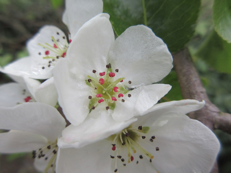 PYRUS  XXX 03-05-2020 12-30-14.JPG