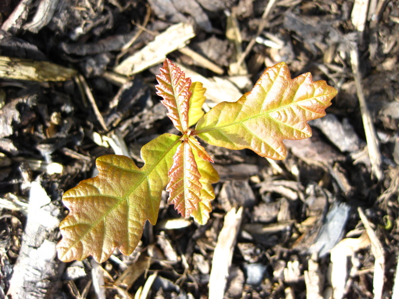 QUERCUS  XXX 03-05-2009 16-54-36.JPG