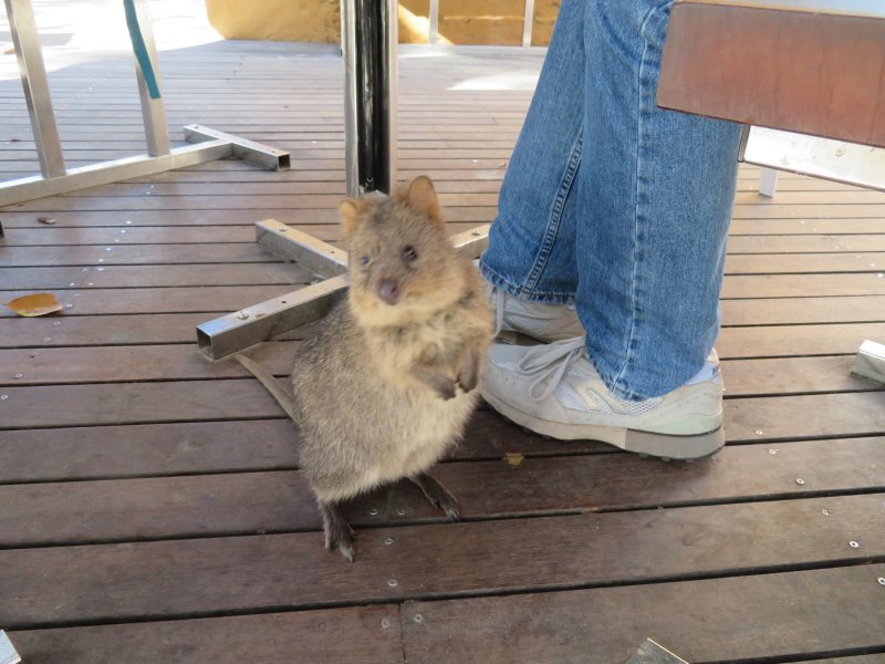 Quokka - Rottnest Island (2).JPG