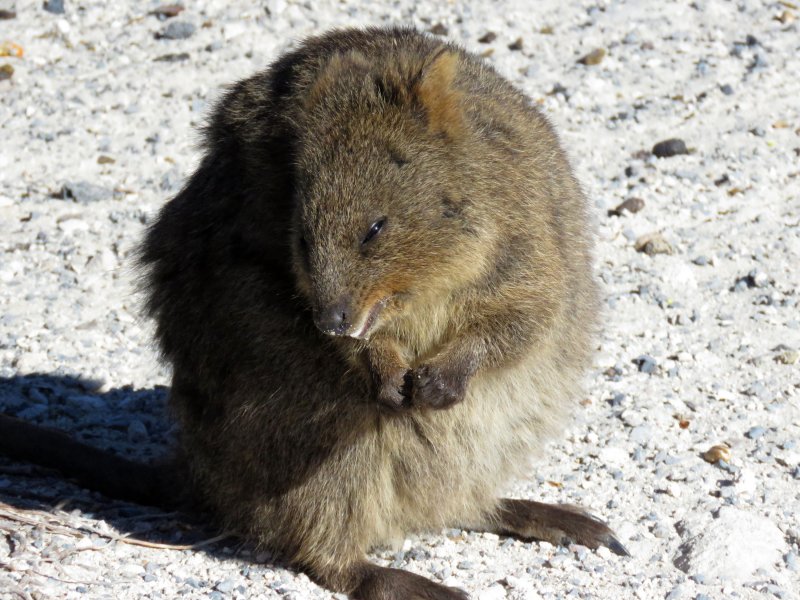 Quokka - Rottnest Island.JPG