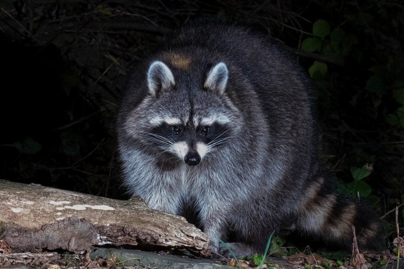 Raccoon 8.jpg