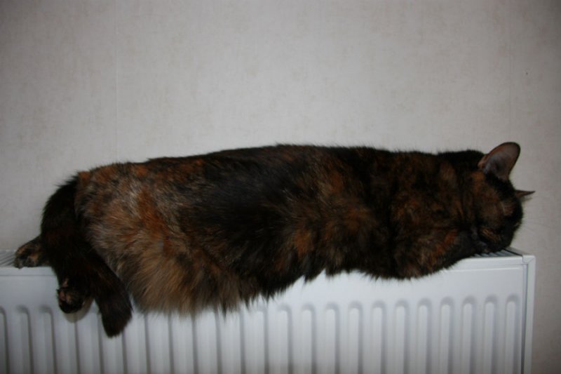 Radiator Missy GC.jpg