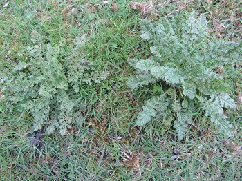 ragwort1.jpg