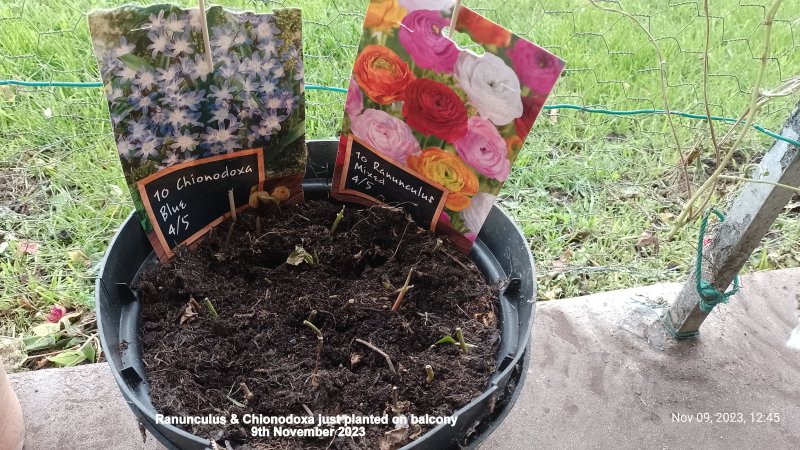 Ranunculus & Chionodoxa just planted on balcony 9th November 2023.jpg