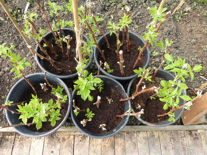 raspberry cuttings.jpg