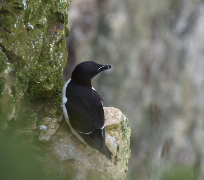 Razorbill 1.jpg