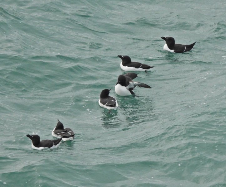 razorbills 1.JPG