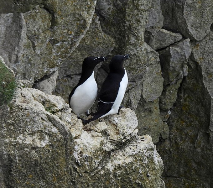 razorbills 5.JPG