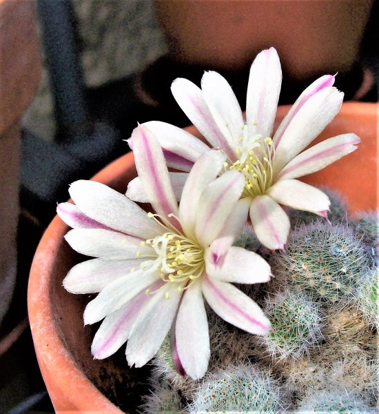 Rebutia heliosa sunrise.JPG