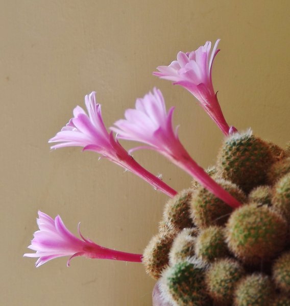 Rebutia perplexa 1.JPG