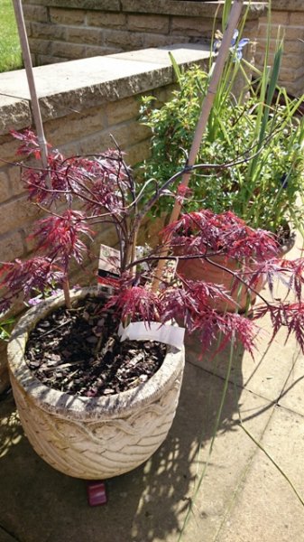 red acer 1.jpg