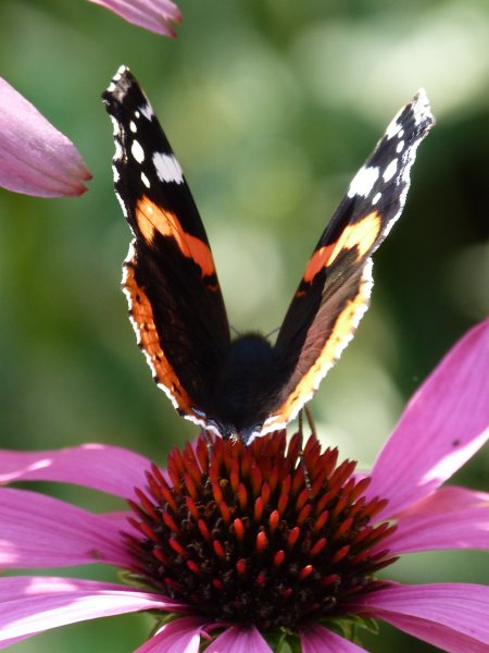 Red Admiral 4 Sept 2012 005.JPG