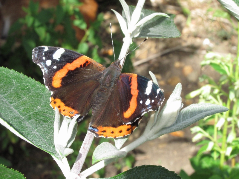 Red Admiral.JPG