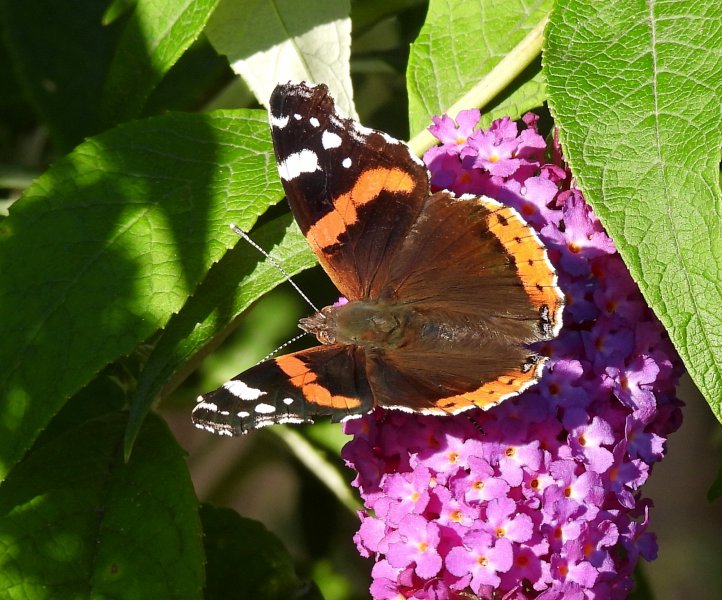 Red Admiral.JPG