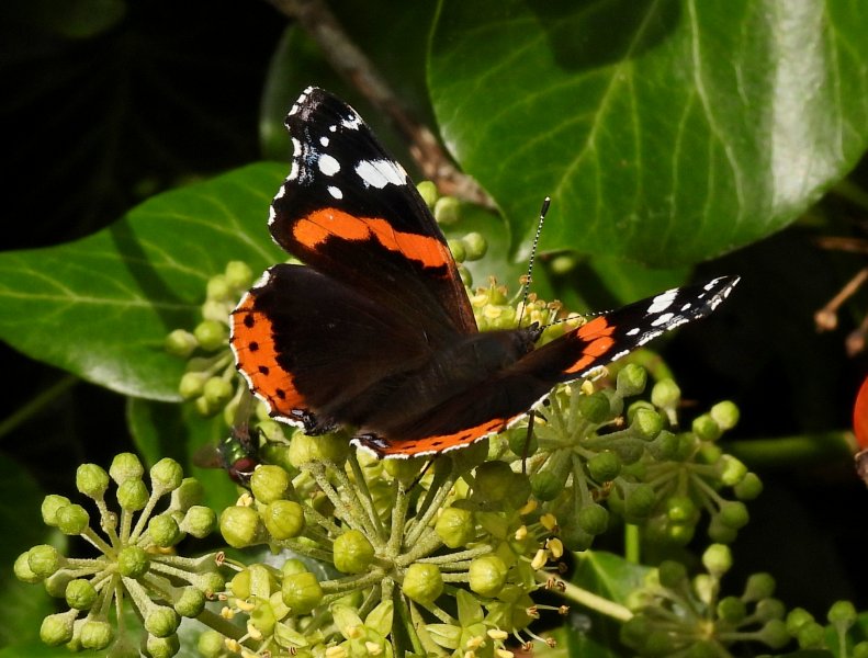 Red Admiral.JPG