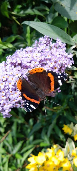 Red Admiral.jpg