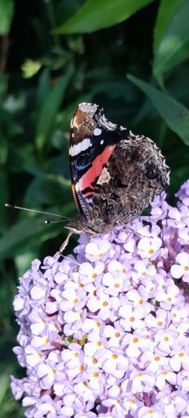 Red Admiral side view in bush_resized.jpg