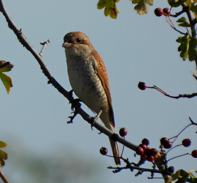 Red Backed Shrike - Weymouth) (4).JPG