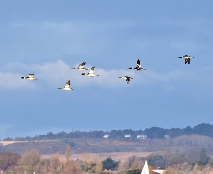 Red Breasted Mergansers - Poole.jpg