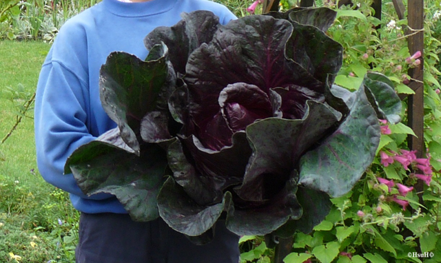 Red Cabbage copy.jpg