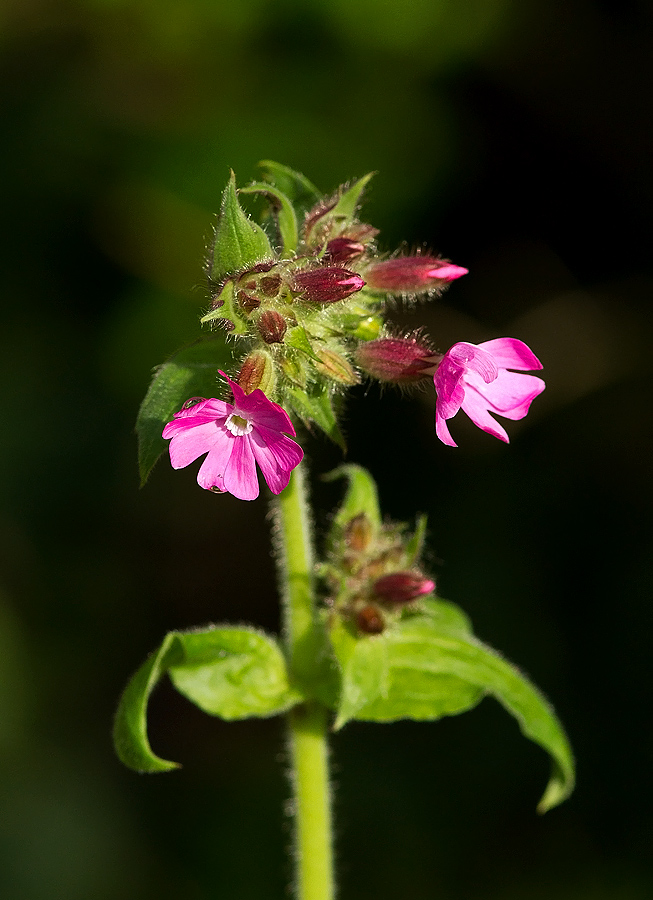 Red Campion.jpg