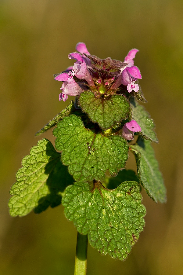 Red Dead Nettle (2).jpg