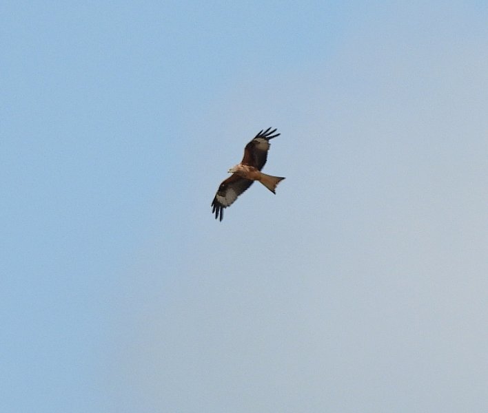 Red Kite 2.JPG