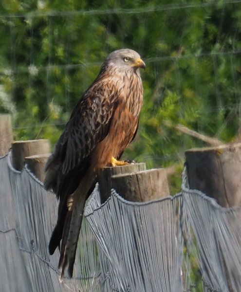 red kite 2020A.jpg