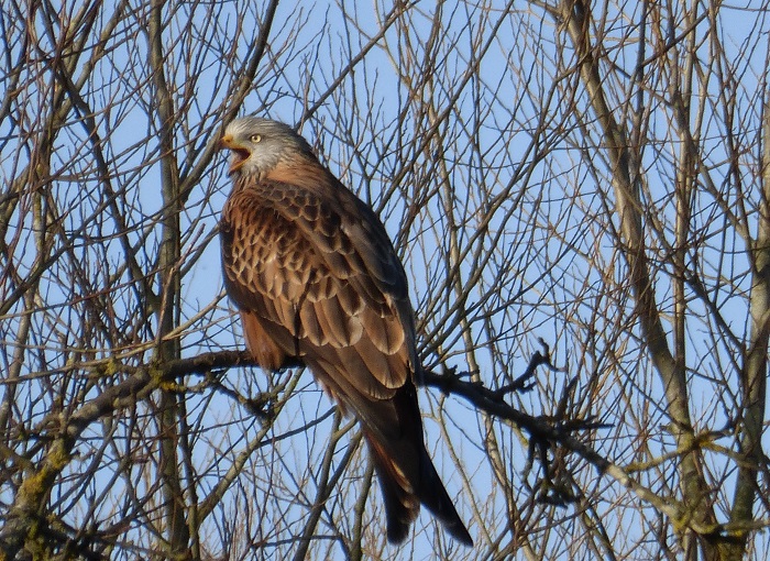 red kite screech.jpg