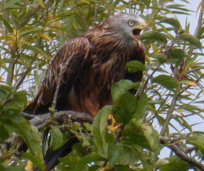 red kite screech2.jpg