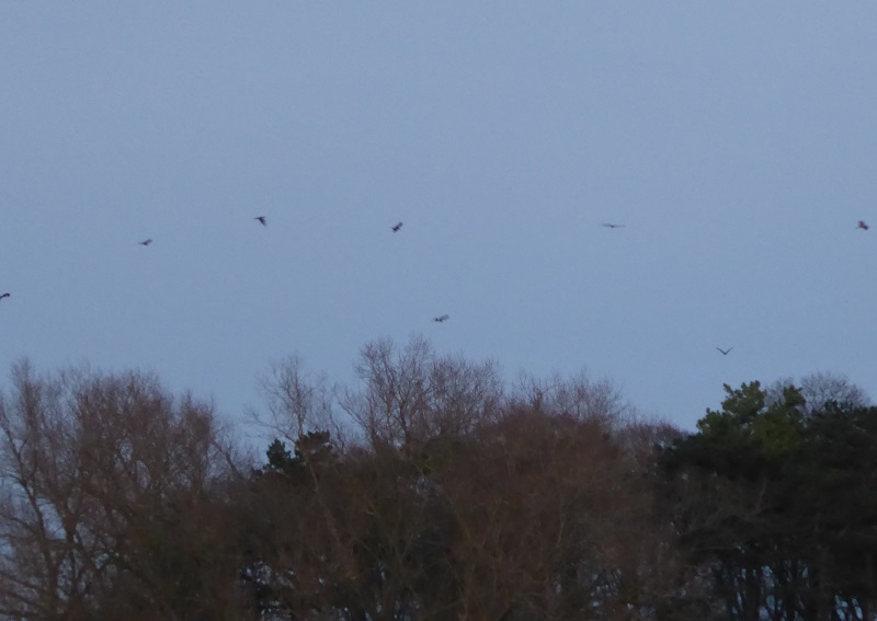 red kites.jpg