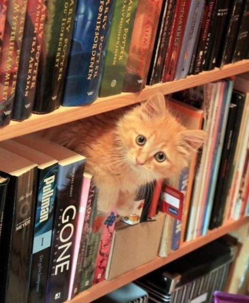 Red Kitty in Books.jpg