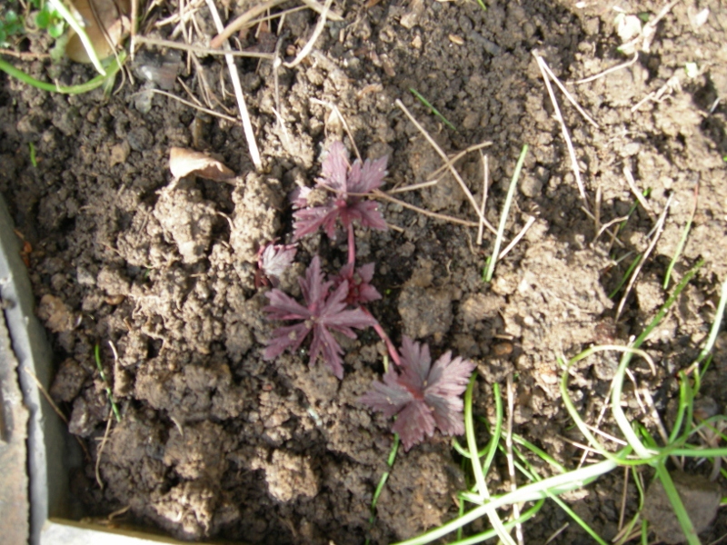 red leaved cranesbill 16 April  2012 001 (800x600).jpg