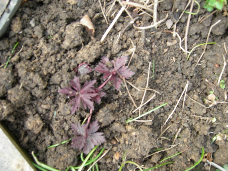 red leaved cranesbill 16 April  2012 002 (800x600).jpg