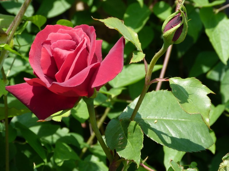 Red rose today 002.JPG