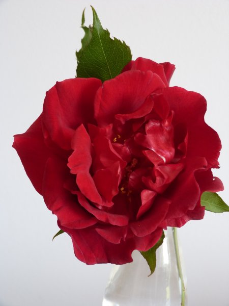 Red rose today 005.JPG