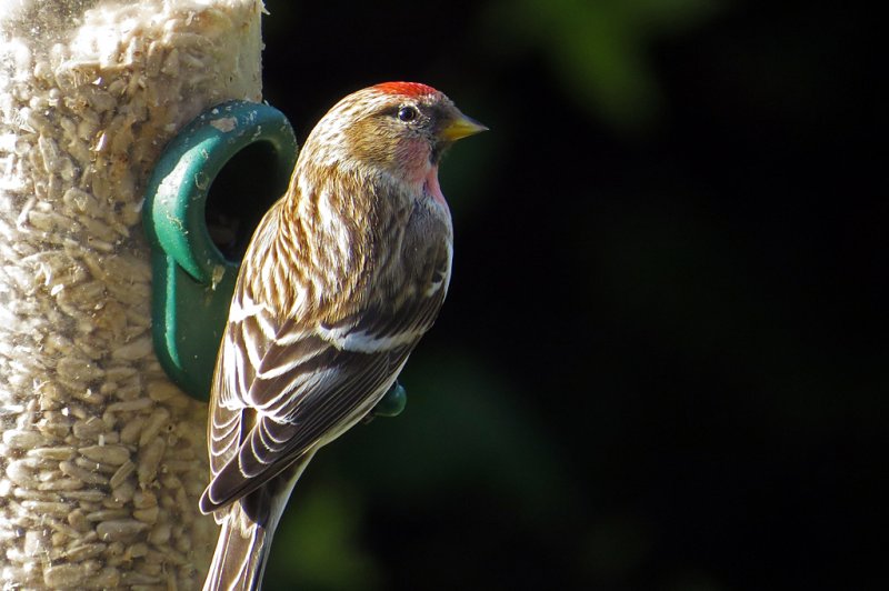 Redpoll-garden-2.jpg