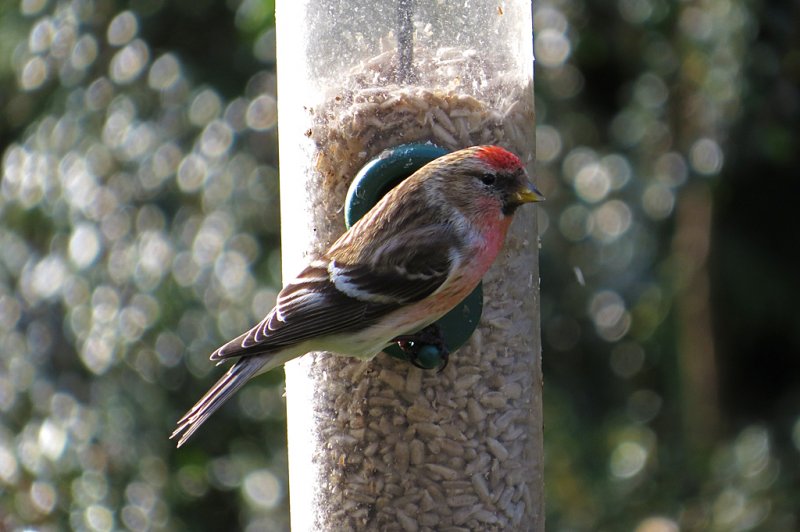 Redpoll-garden.jpg