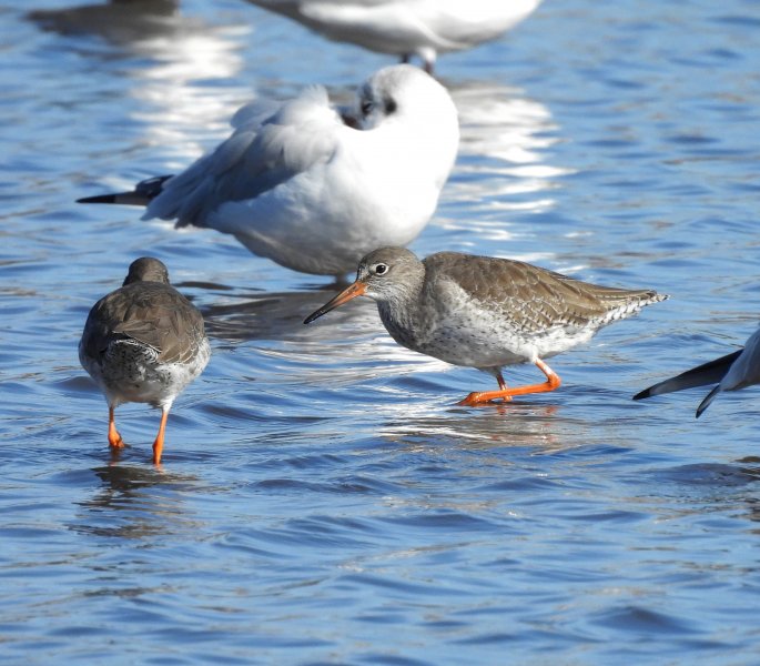 Redshank 1.JPG