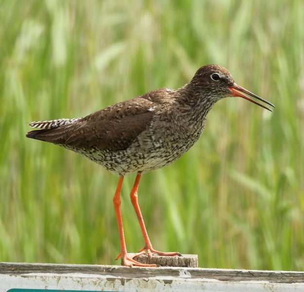 Redshank 5.JPG